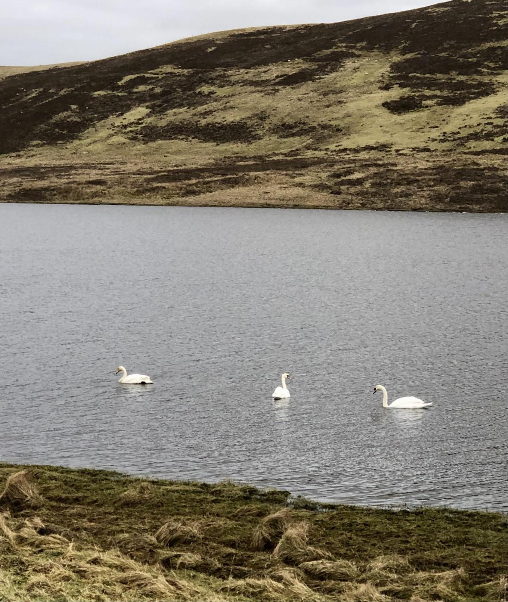Scalloway Caravan Park المظهر الخارجي الصورة